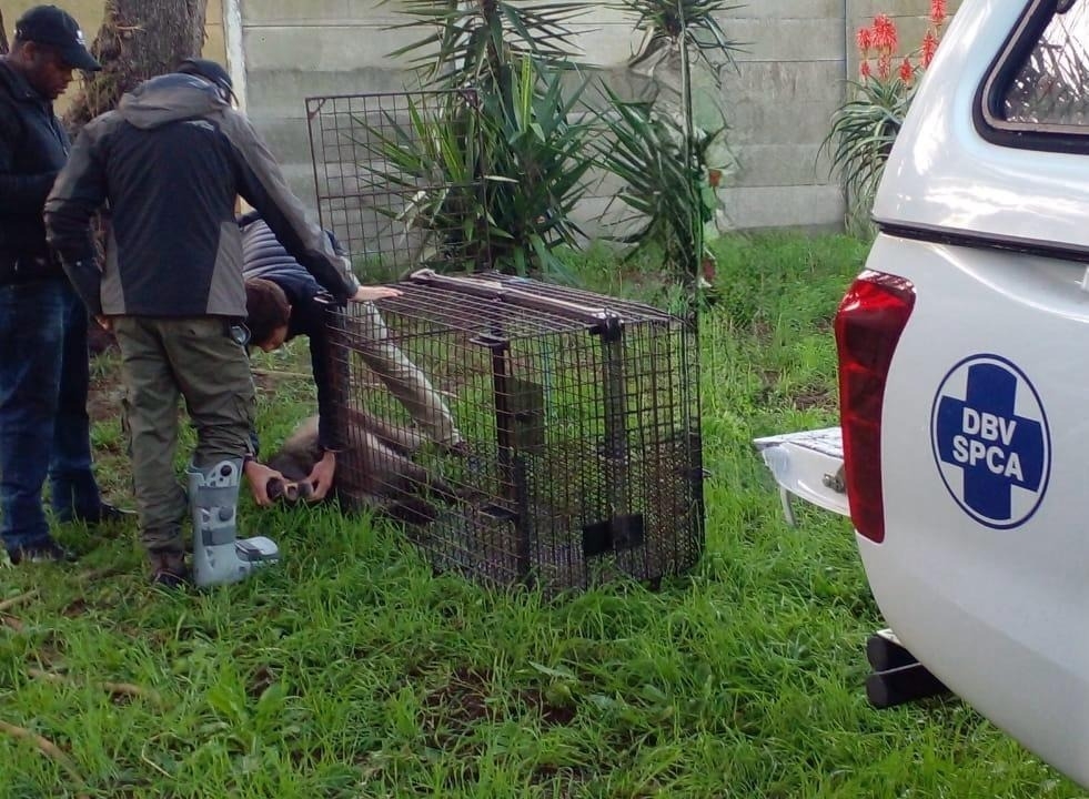 Rogue Cape baboon safely rescued