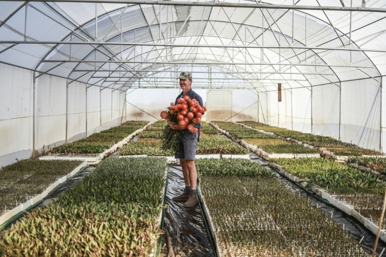 S.Africa's iconic protea flower relocates as climate warms