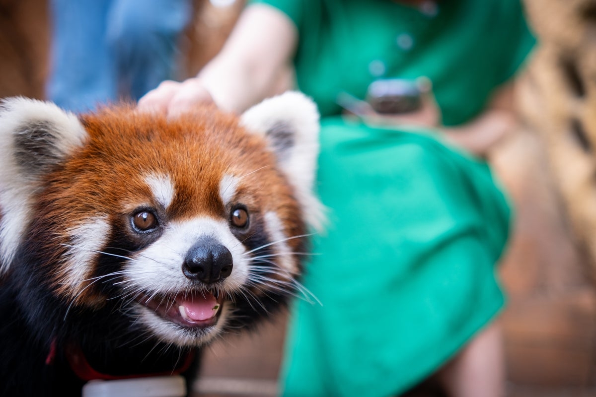 Chinese hotel told ‘wake-up service' of red pandas climbing onto guest beds must stop