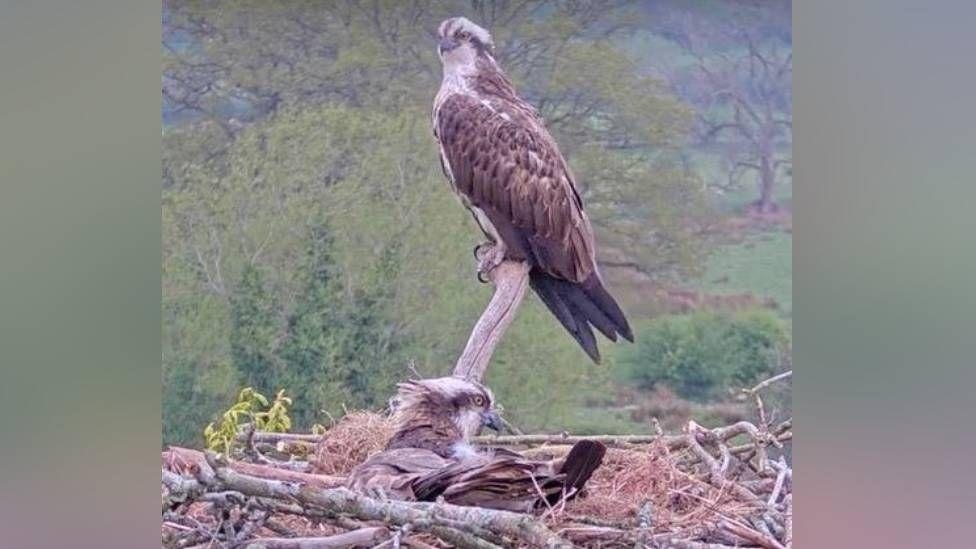 Rare osprey egg a sign species is 'fighting back'