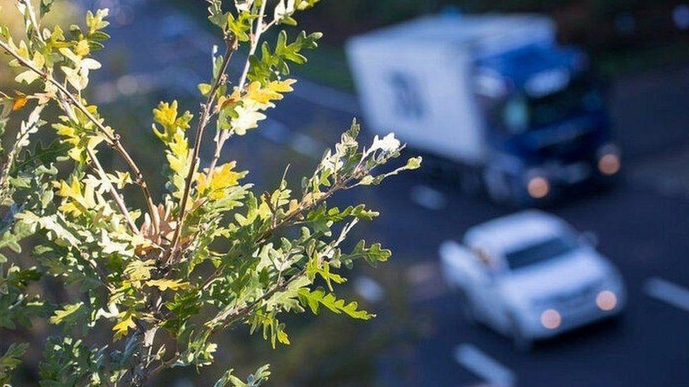 Residents plant own trees to replace dead A14 ones