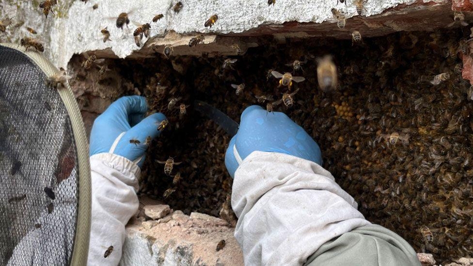 Bee colony biggest I've dealt with, says keeper