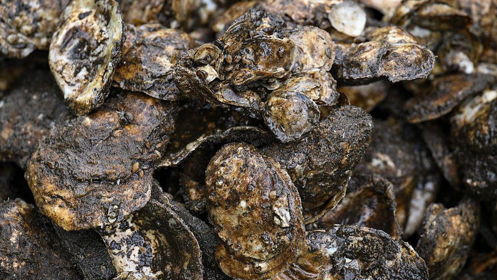 Artificial reef aims to bring wild oysters back