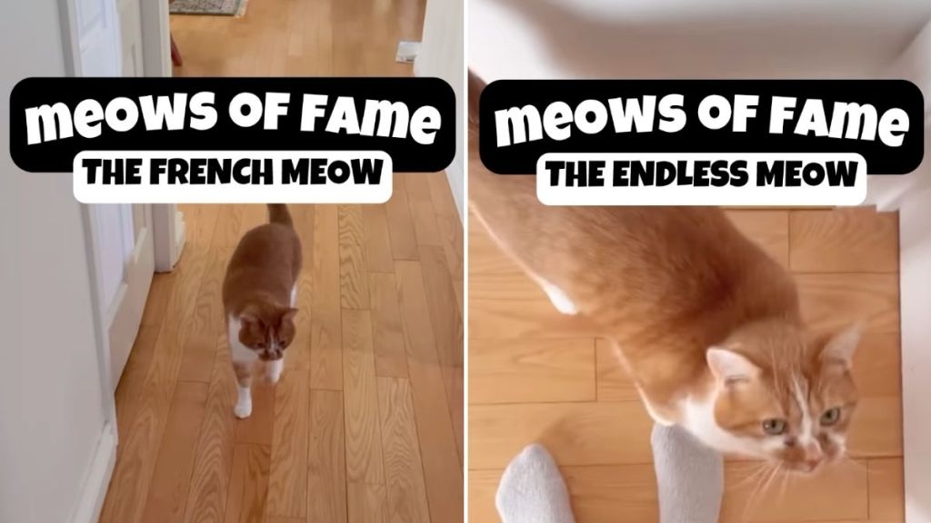 Video: Owner Shares Cat's ‘Meows of Fame' & Netizens Love It