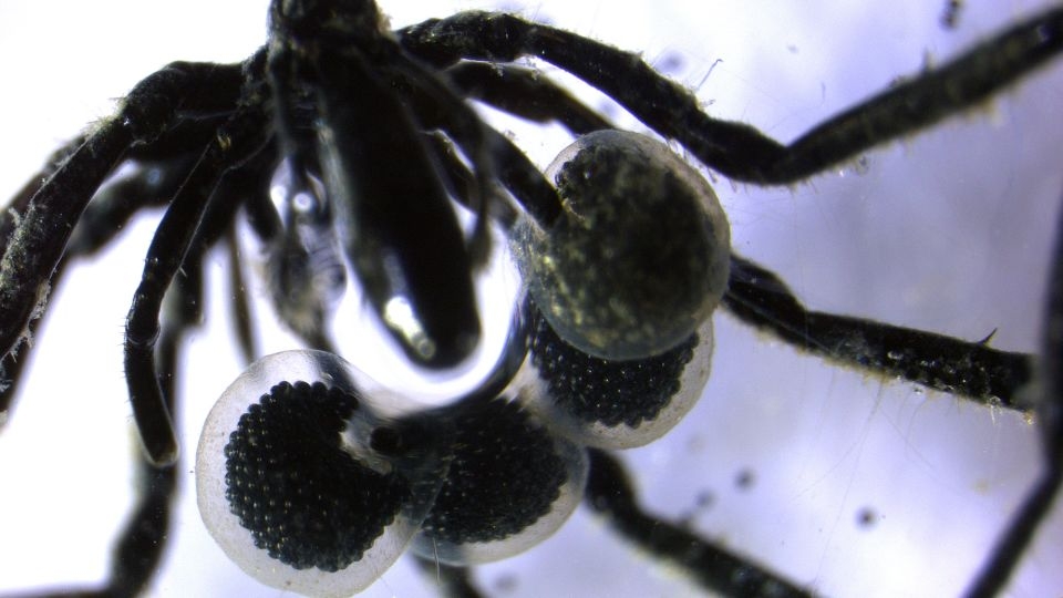First methane-powered sea spiders found crawling on the ocean floor