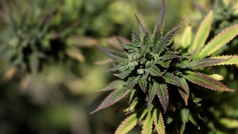 Marijuana use dramatically increases risk of dying from heart attacks and stroke, large study finds