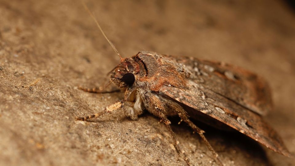 Scientists say a tiny brown moth navigates 600 miles using stars — just like humans and birds