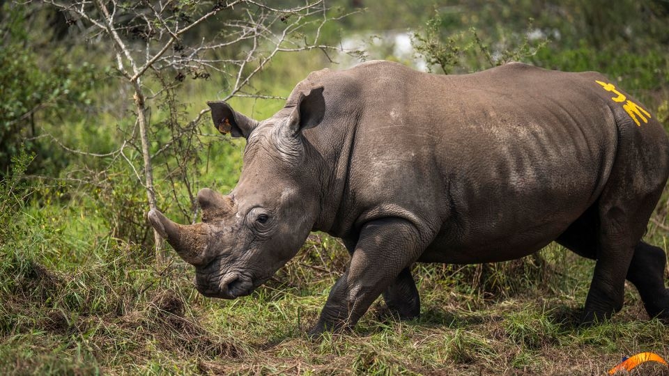 70 rhinos reared at controversial captive breeding farm set free in Rwanda