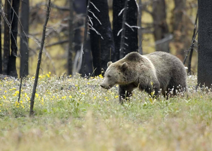 Condon landowner kills grizzly in self defense