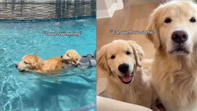 Video Shows Dog Teaches Furry Brother Important Life Skills