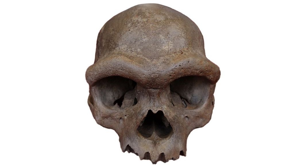 Ancient ‘Dragon Man' DNA reveals mysterious human relative