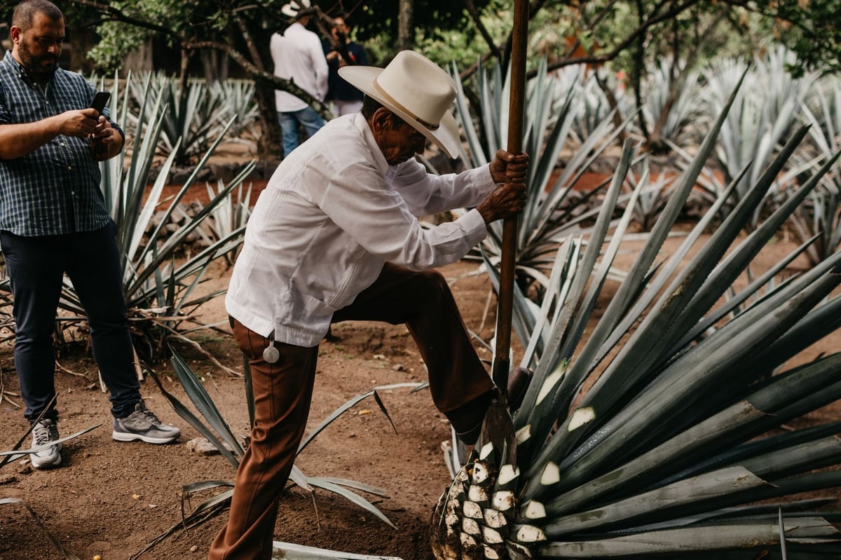 Don't shoot: How one tequila made its name by taking its time