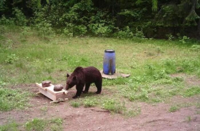 Lithuanian Bear Drama Ends Well After Hunters Refuse to Shoot