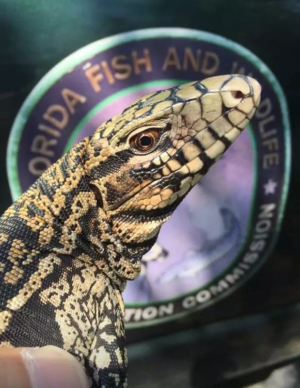 Invasive Argentine tegu has established itself in a new Florida county. What to know
