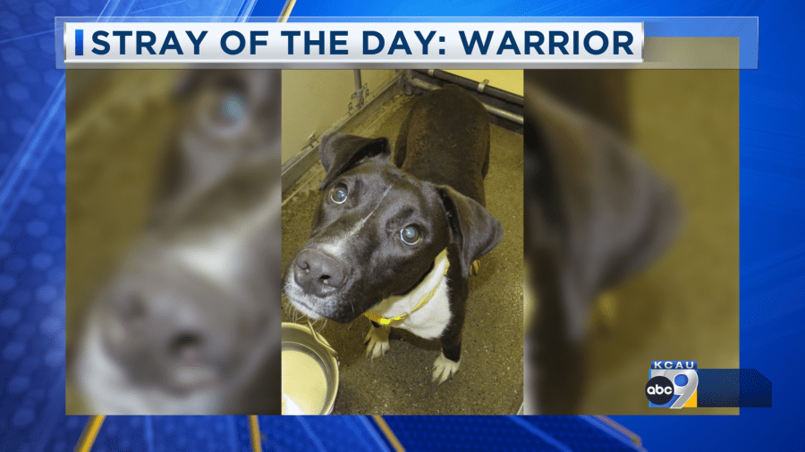 Stray of the Day: Meet Warrior 6/13/25