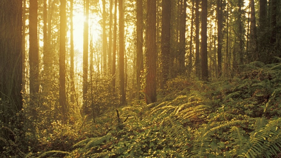 Portland City Council grants appeal against PGE's Forest Park transmission line
