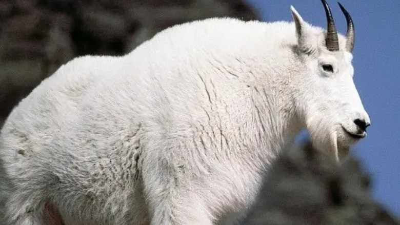 BLM warns of ‘aggressive' mountain goats along Oregon river