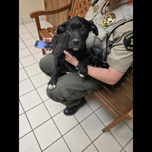 Grand Rivers Humane: community donations should help cover medical costs of puppy who was abused