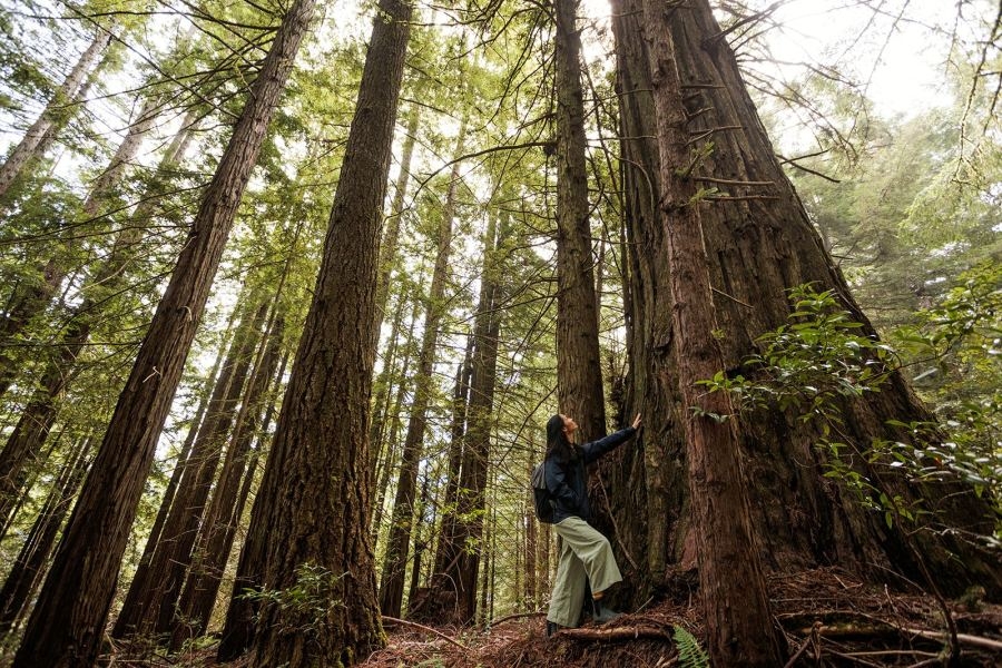 North Bay land deal to connect 22K acres of forest, wildlife habitat
