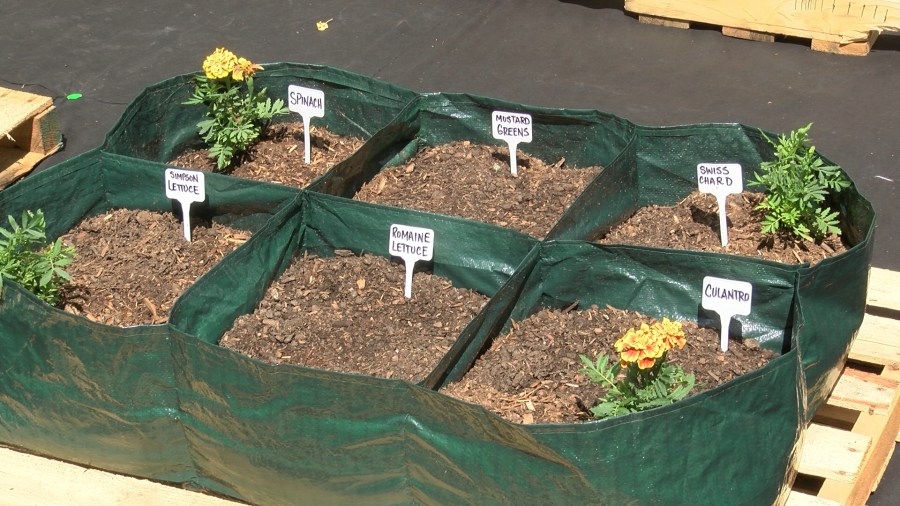 Wichita woman turns front yard into community garden to fight food insecurity