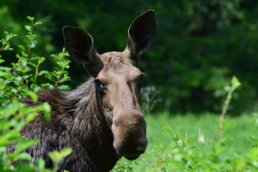 Pregnant moose struck and killed on Summit County highway, nonprofit says