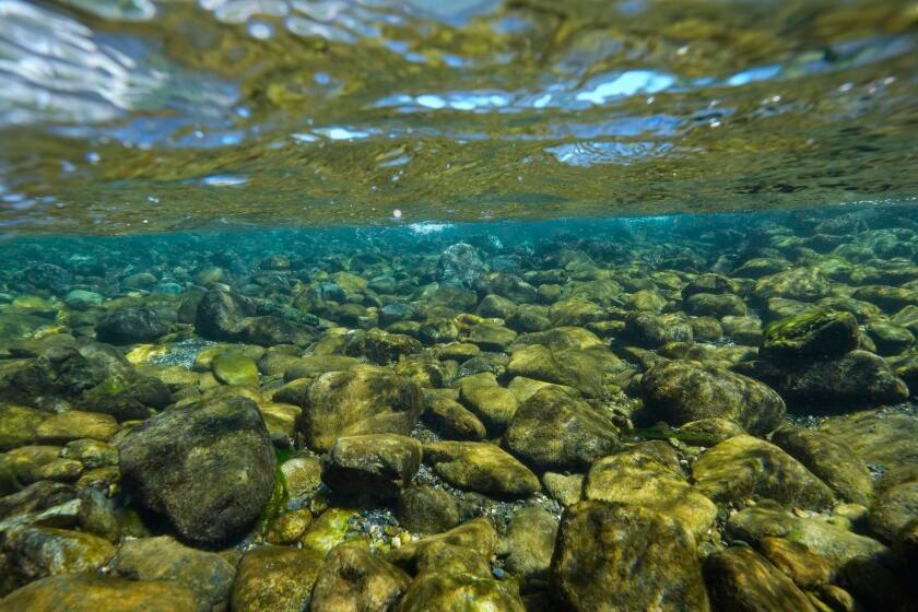 After a century of logging, lands along California's Klamath River returned to tribe