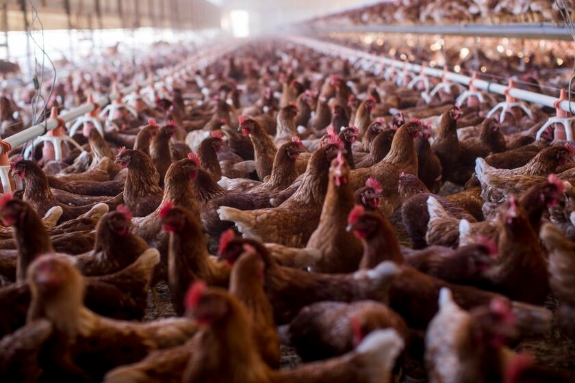 New strain of bird flu wipes out Mississpi poultry farm; human flu may offer immunity