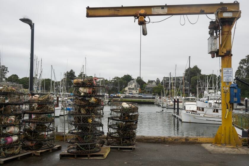 U.S. panel calls for suspending commercial salmon fishing in California for third year