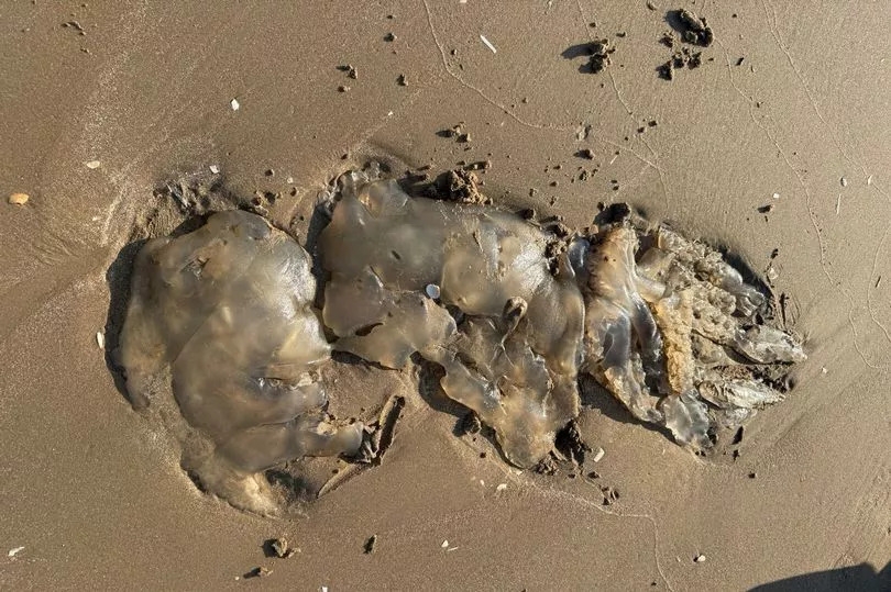 Warning issued as 'monster jellyfish' spotted on Merseyside beach