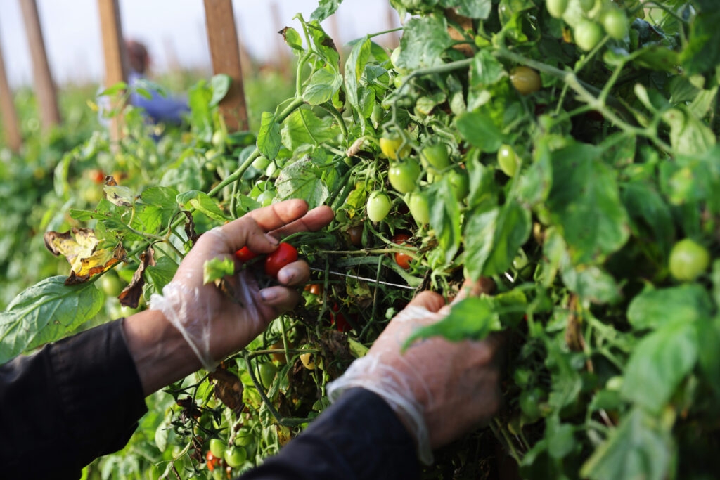 Committee backs ag worker minimum wage bill that mirrors Mills' proposal last year