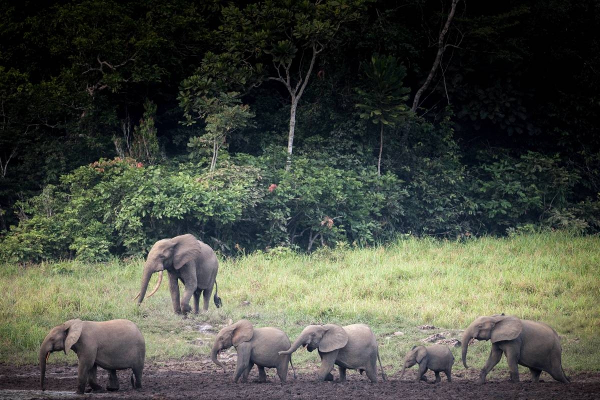 'Ghost' Elephant Spotted for First Time in 5 Years