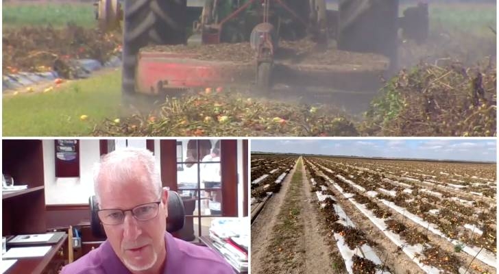 Florida farmers now plowing over perfectly good tomatoes as Trump's tariff policies cause prices to plummet