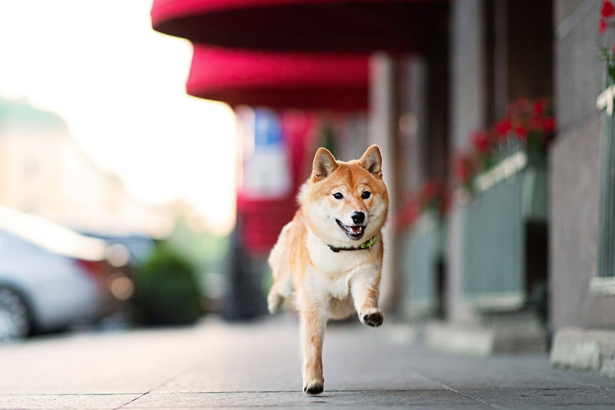 Prediction: Shiba Inu Will Be Worth This Much in 5 Years