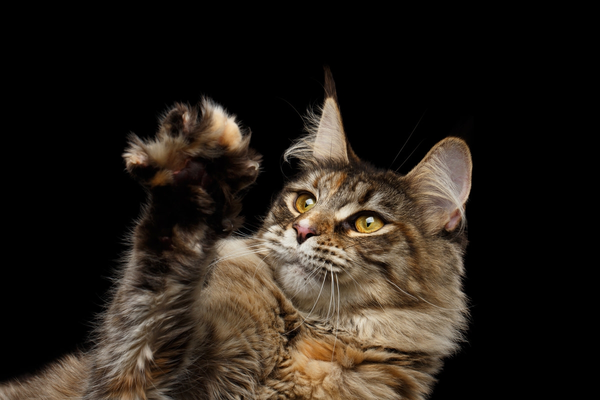 Backpacking Maine Coon Uses Enormous Wooly Mammoth Paws to Warn Bro of Smackdown