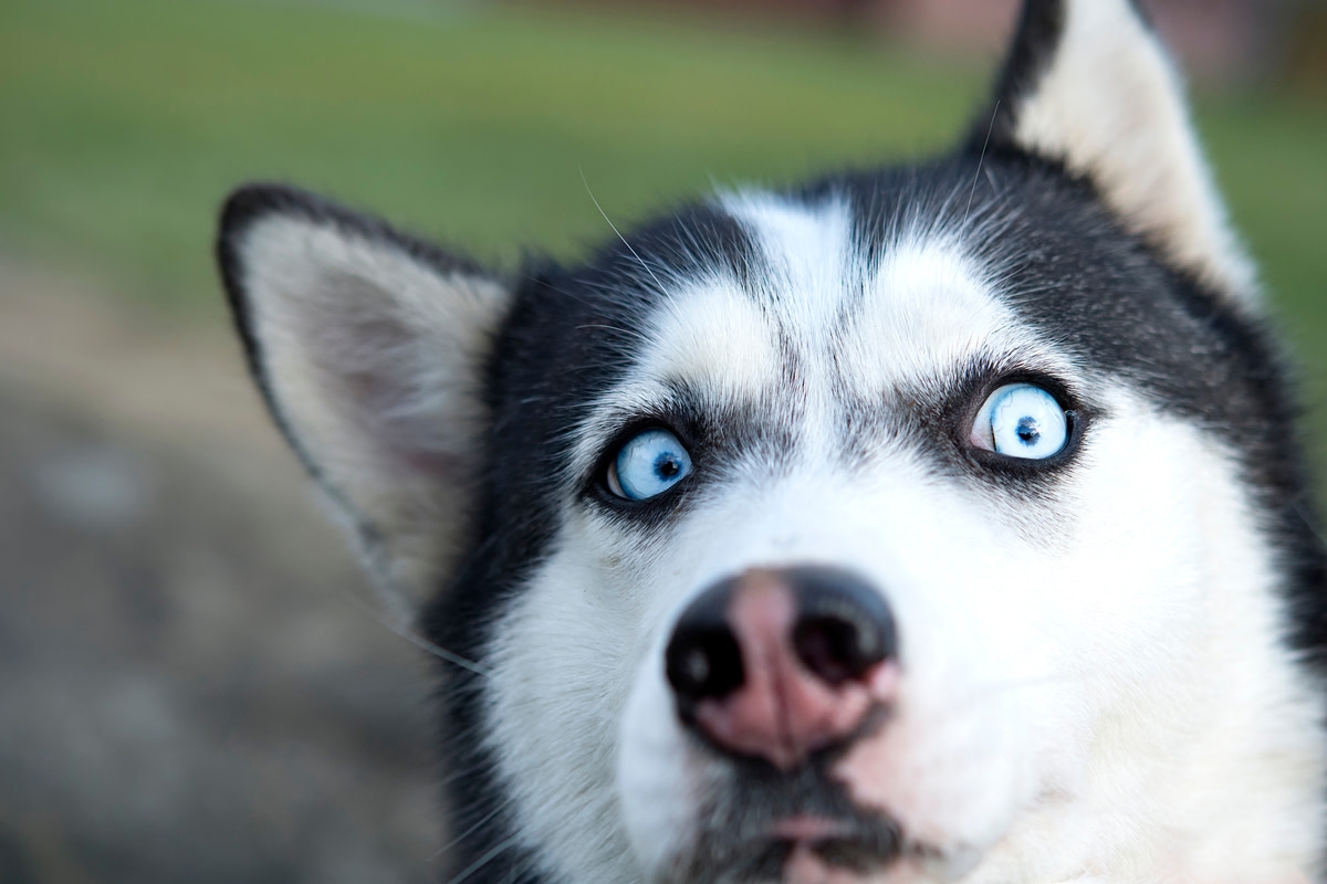 Husky's Epic Confusion Over Pool Cover Is Pure Comedy Gold