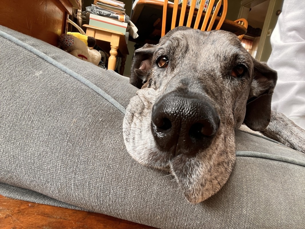 Great Dane's Tender Determination to Keep Baby Safe on Couch Is Too Sweet