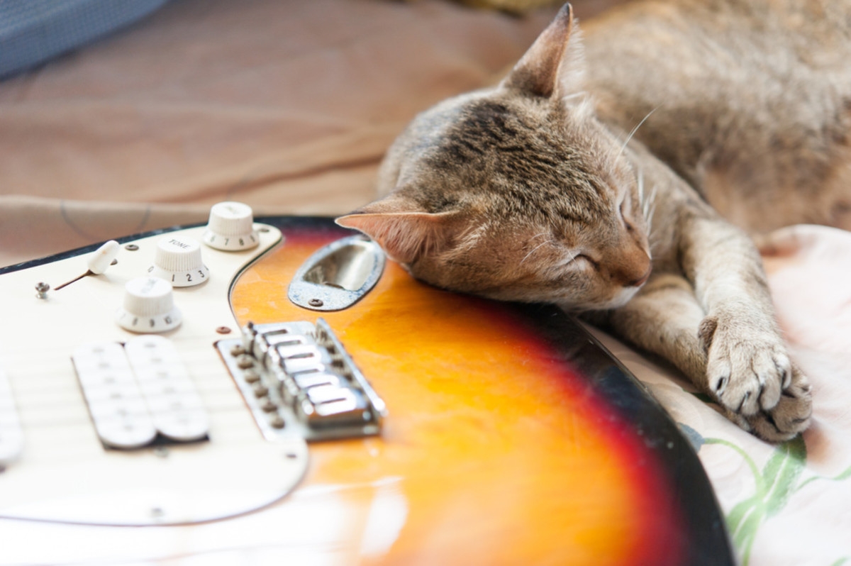 Clumsy Kitten Napping on Dad's Guitar Is the Definition of Cuteness Overload