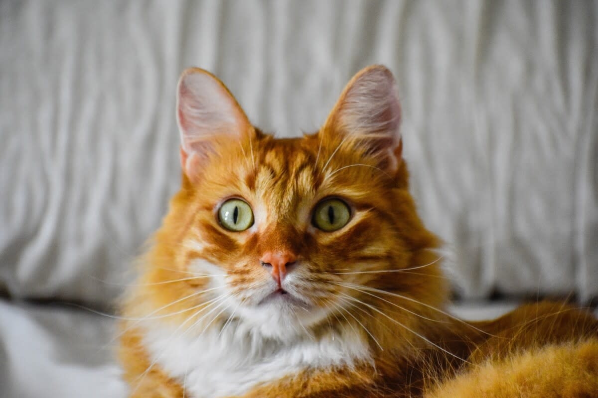 Orange Cat's Guilty Pause After Getting Caught During Food Robbery Is Priceless