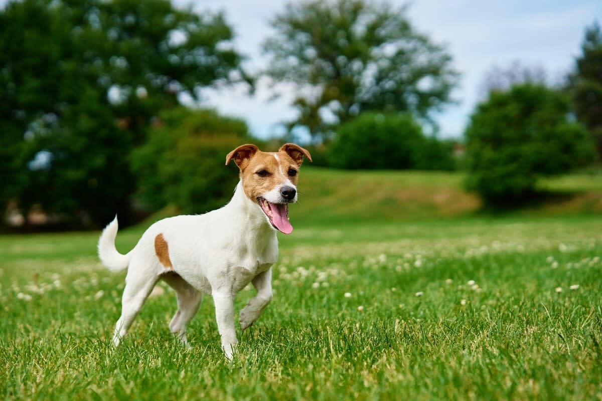 Dad Takes Rambunctious Jack Russell Terrier Pups Canoeing and Total Chaotic Cuteness Ensues
