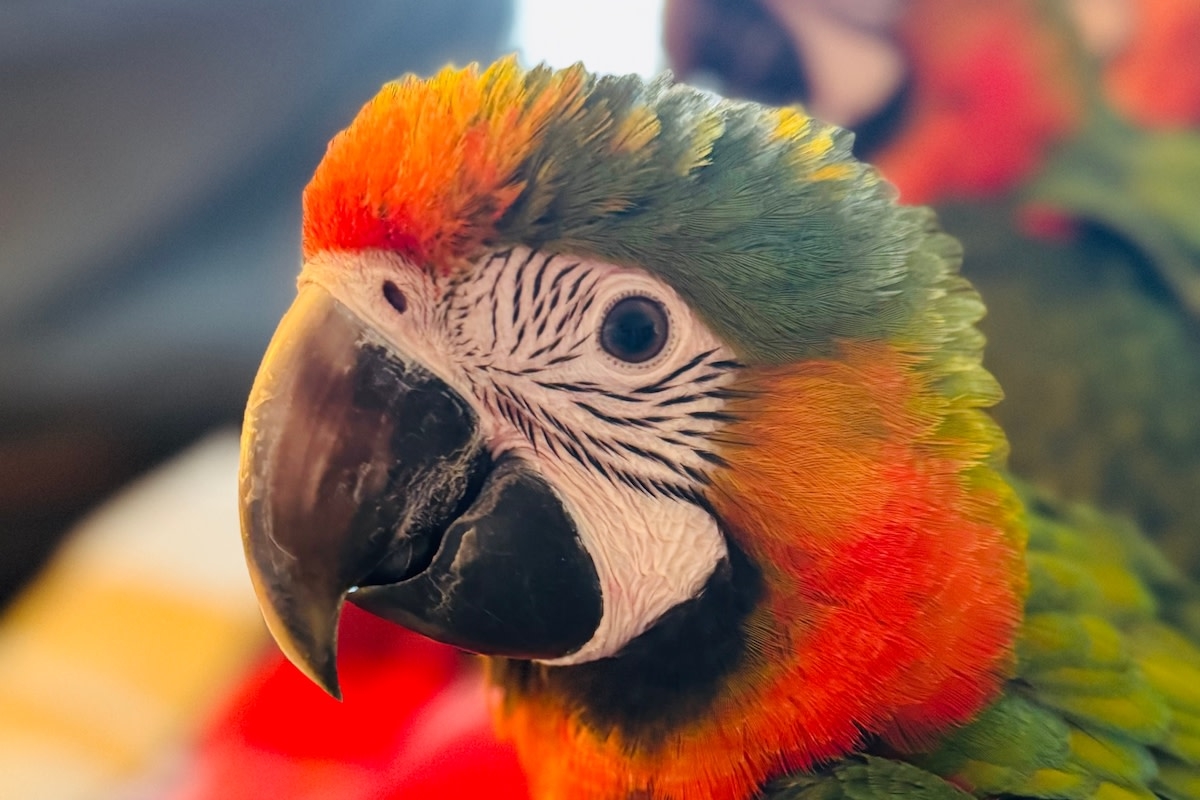 Rescued Baby Parrot Only Wants Cuddles During His First Week in His Forever Home