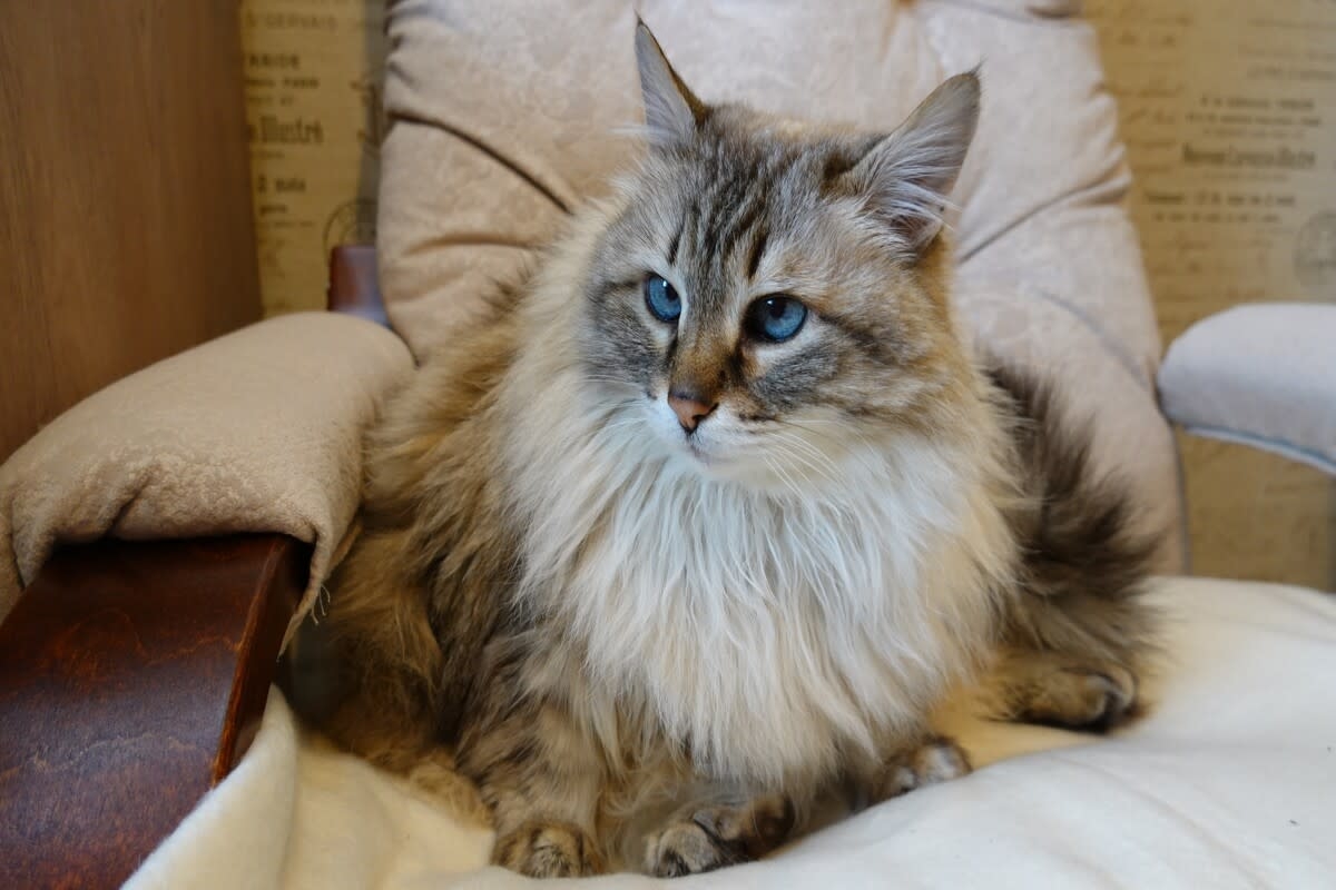 Senior Siberian Cat's Wild Reaction To Noticing Hidden Camera Has People Stunned