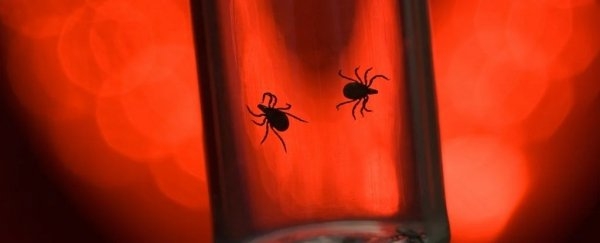 There's a Shocking Reason Ticks Are So Dangerous (It's Us)