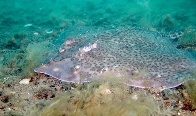Endangered rays, sharks and native oysters 'could thrive' despite climate change, report claims