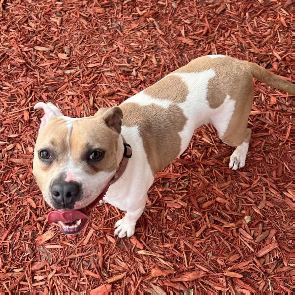 Hopper will make you dizzy with her hyper zoomies and twirls