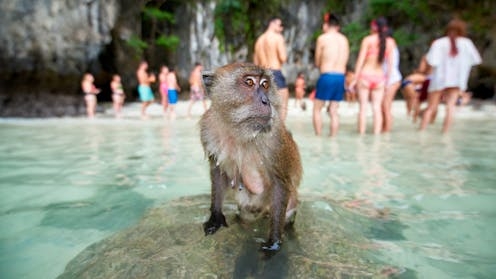 Why can't we stop feeding monkeys? Experts explain the reasons behind a dangerous habit