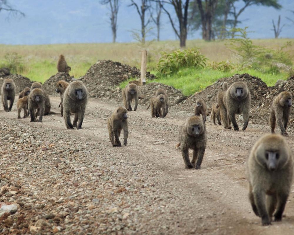 Female baboons with strong relationship to fathers found to live longer