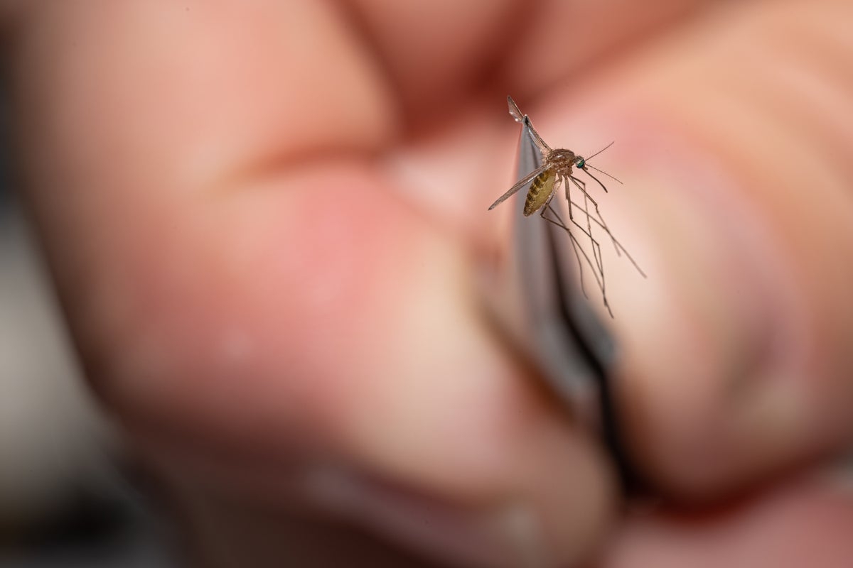 Mosquitoes are bringing West Nile virus to major US metros. Here's how to fend them off