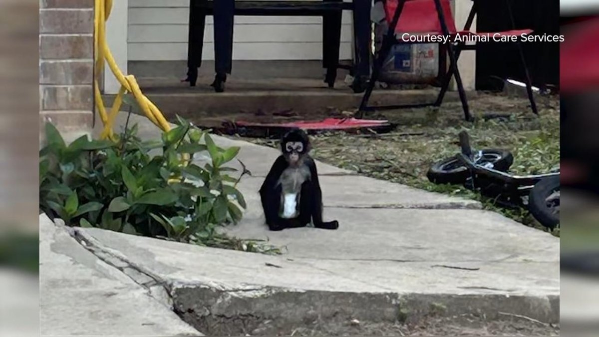 Diaper-wearing spider monkey found wandering loose in Texas