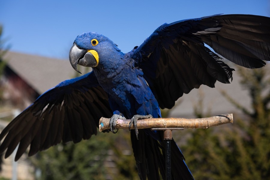 New macaw aviary opens at Zoo Knoxville, offering up-close experiences