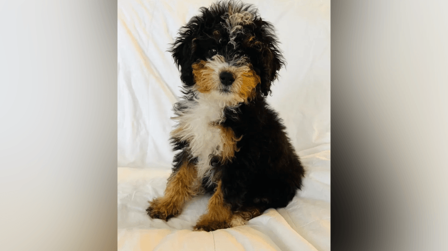 Ohio family contracted stomach bug from puppy bought from Petland, lawsuit claims